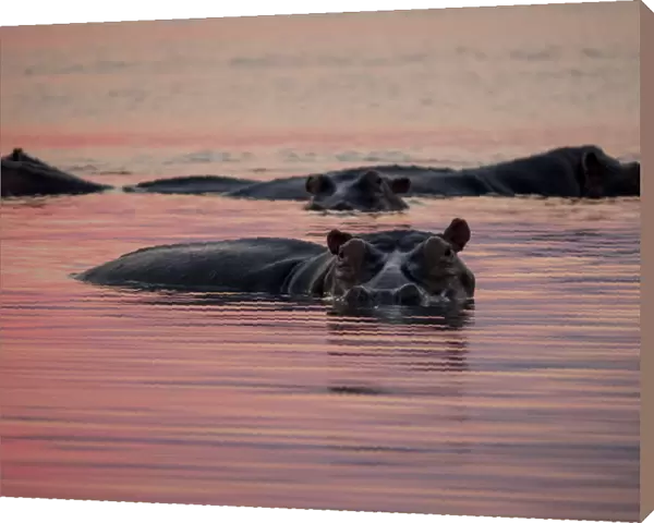 Africa, Zambia. Hippos in river at sunset. Credit as: Bill Young  /  Jaynes Gallery  /  DanitaDelimont