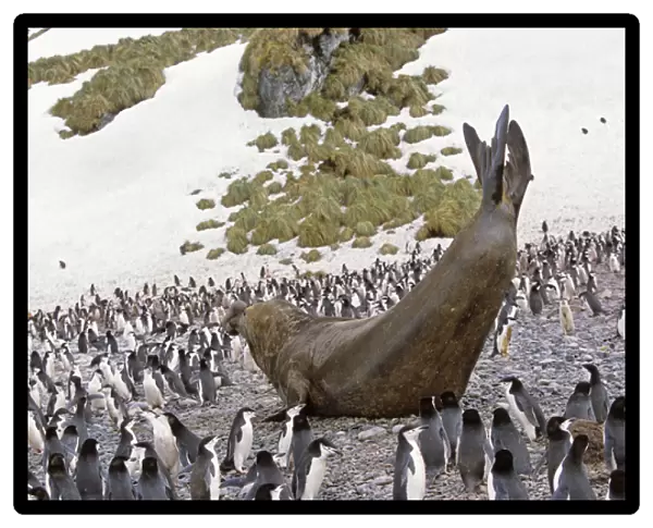 Southern Elephant Seal (mirounga leonina) big bull in colony of chinstrap penguins