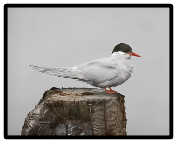 Antarctica, South Georgia, Grytviken. Antarctic Tern stands on post