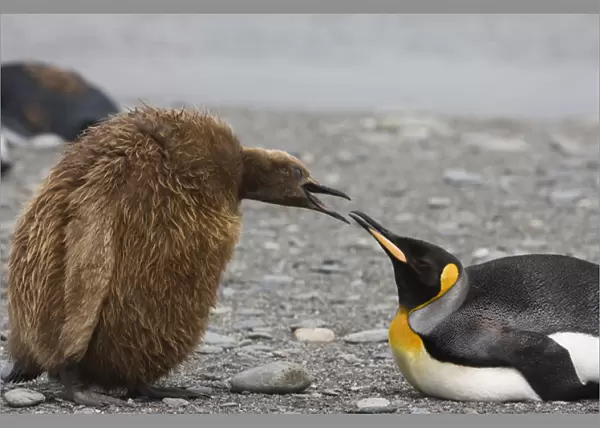 Antarctica, South Georgia, St. Andrews Bay. King penguin Oakum Boy chick begging food from parent