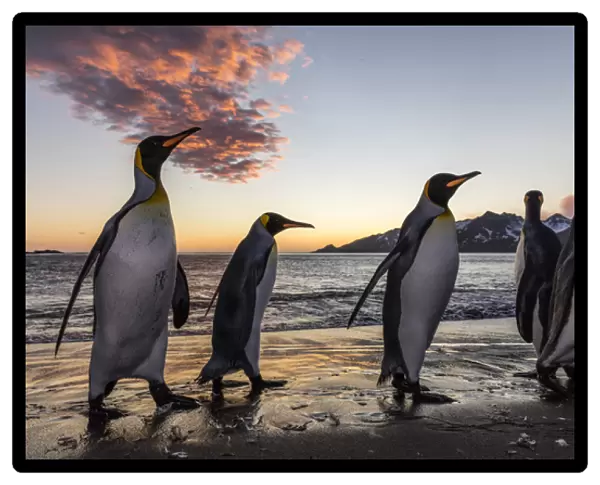 South Georgia Island, St. Andrews Bay. King penguins emerge from water at sunrise