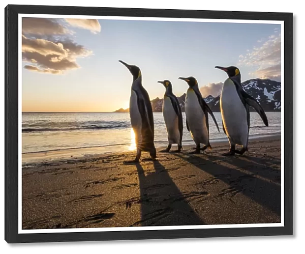 South Georgia Island, St. Andrews Bay. King penguins walk on beach at sunrise