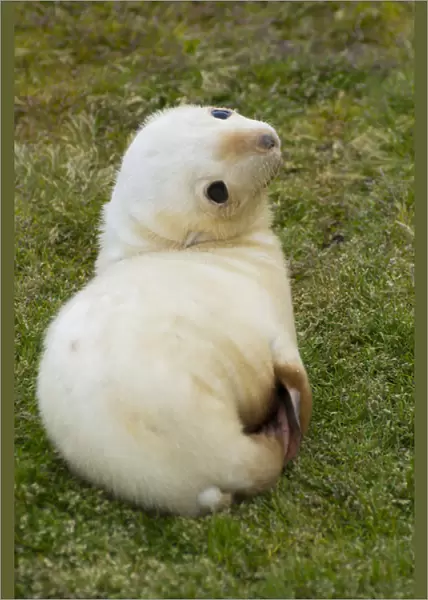 South Georgia. Stromness. Antarctic fur seal (Arctocephalus gazella) pup in the rare