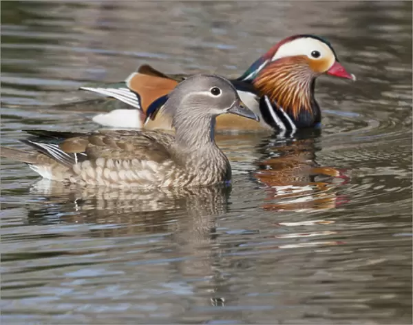 Beijing, China, Mating pair of Mandarin ducks on lake