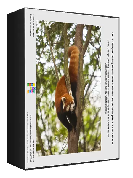 China, Chengdu, Wolong National Natural Reserve. Red or lesser panda in tree. Credit as