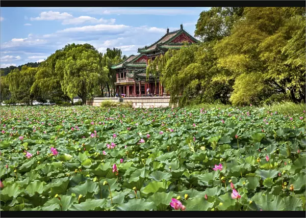 Red Pavilion Lotus Pads Garden Summer Palace Park, Beijing China Willow Green Trees
