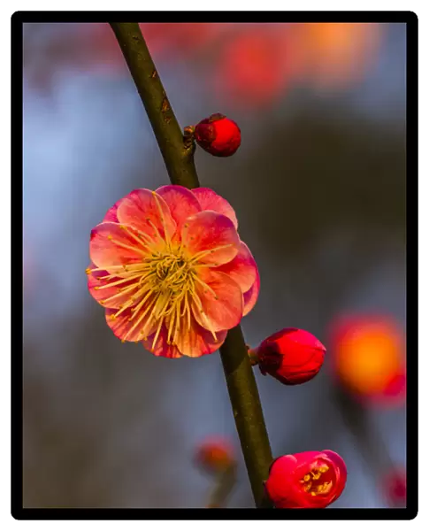 Plum Blossom West Lake Jiangsu Province, China