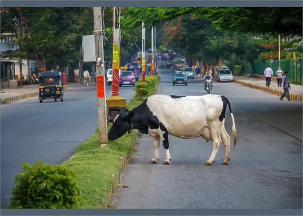 Cow grazing on the street, Bangalore, India