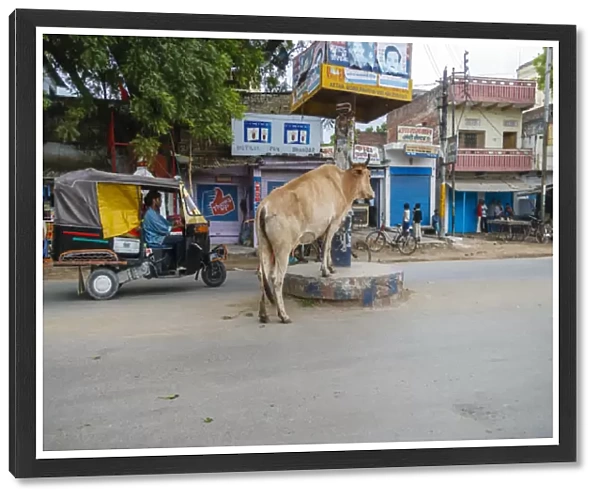 Cow in the middle of the street, Varanasi, India