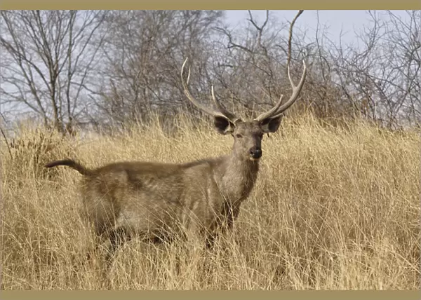 Adult male, Sambar deer, Ranthambore National Park, Rajasthan, India