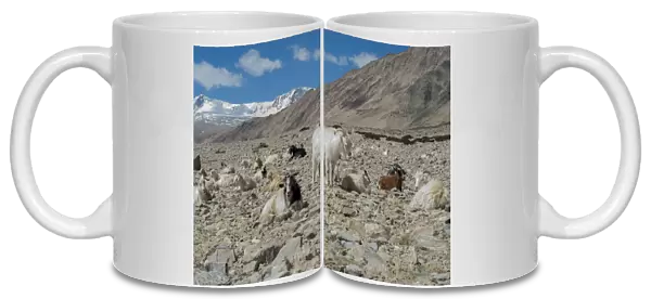India, Jammu & Kashmir, Ladakh, pashmina goats in a high altitude landscape with