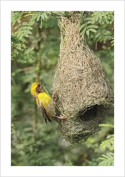 Male Baya Weaver Bird building the nest, Keoladeo National Park, India