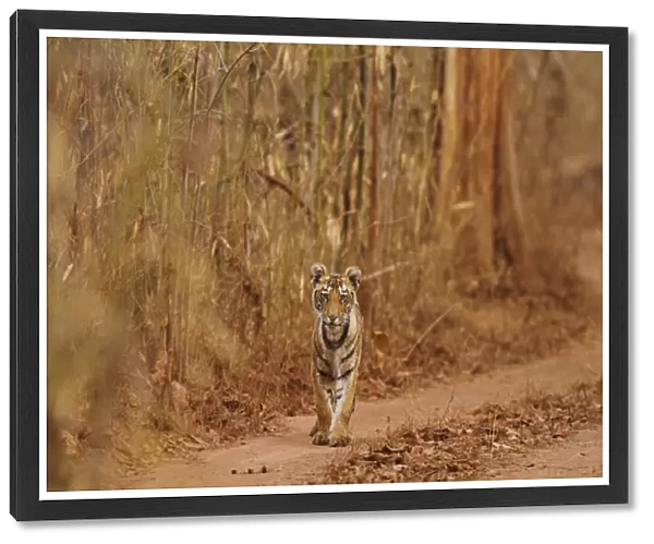 Royal Bengal Tiger cub on the move, Tadoba Andheri Tiger Reserve, India