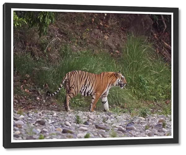 Royal Bengal Tiger on the riverbed of Ramganga river