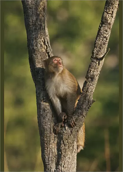 Rhesus Monkey on the tree, Corbett National Park, India