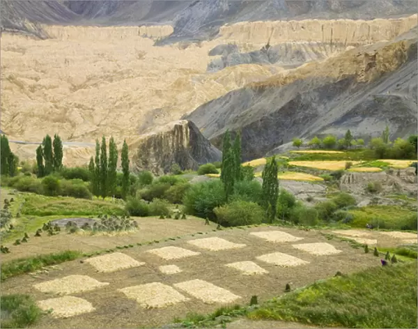 Village and barley field in the Himalayas, Ladakh, India
