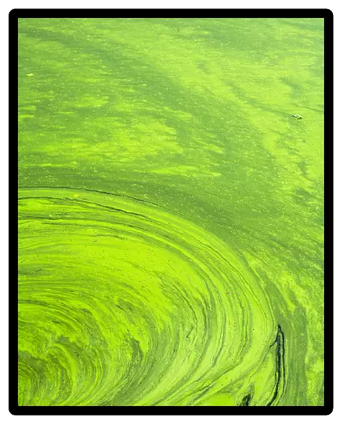 Algae on the water, Indhar Lake, Udaipur, Rajasthan, India