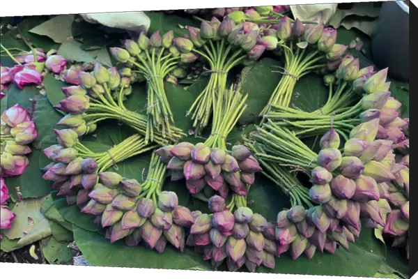 Asia, India, Calcutta. Fresh cut bunches of Lotus the flower market in Calcutta