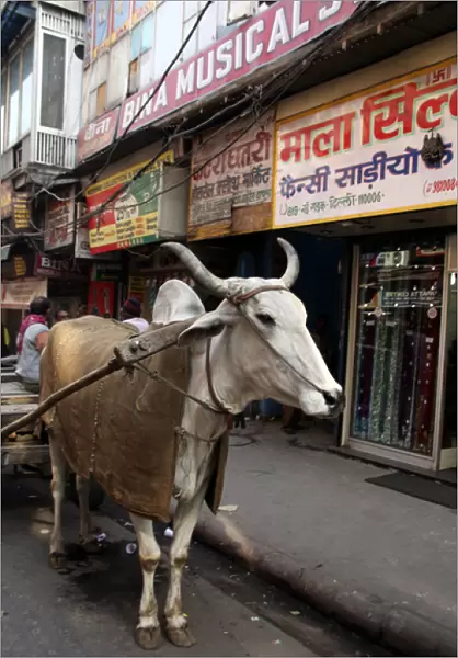 Asia, India, Delhi. Ox pulling cart, Chandni Chowk