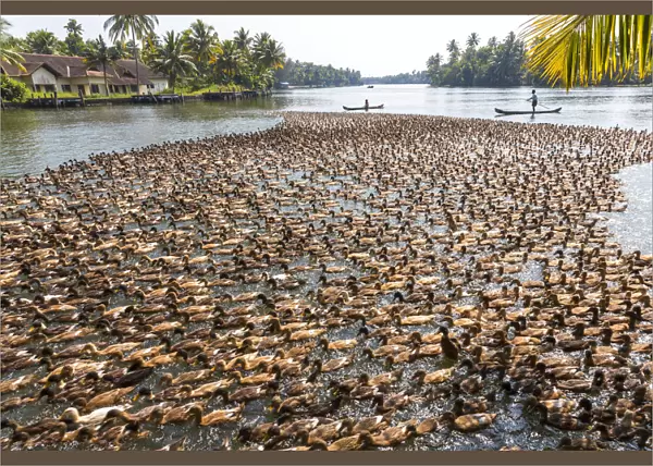 Ducks being herded along the waterway, Kerala backwaters, nr Alleppey, (or Alappuzha)
