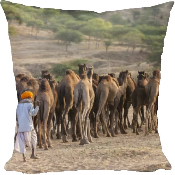 Camel Fair, Pushkar, Rajasthan State, India