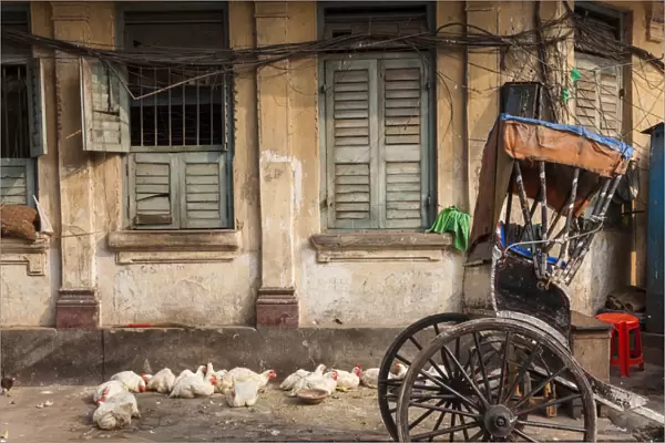 Chickens & rickshaw on street, central Kolkata, or Calcutta, West Bengal, India