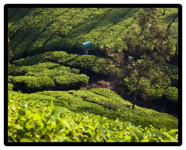 Tea Plantations, Munnar, Western Ghats, Kerala, South India