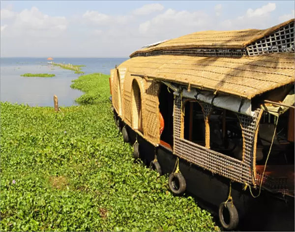 Asia, India, Kerala (Backwaters). Kerala houseboats on Kumarakom Lake