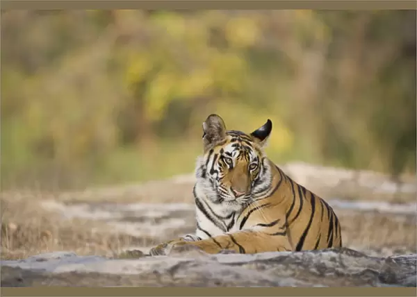 17 months old Bengal tiger cub (male) resting in open area early morning, dry season