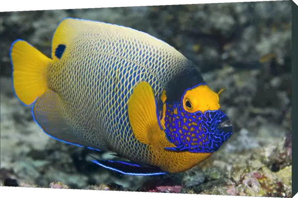 Indonesia, Raja Ampat. Close-up of colorful emperor angelfish