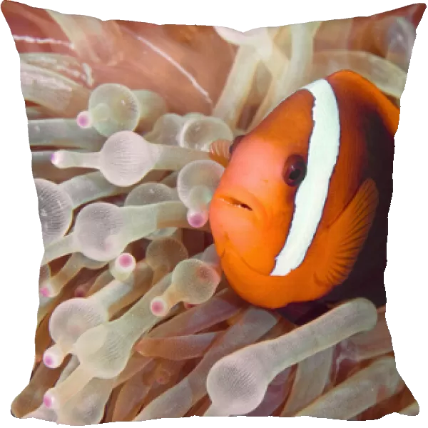 Indonesia, Raja Ampat. A dusky anemonefish swims among poisonous tentacles fro protection