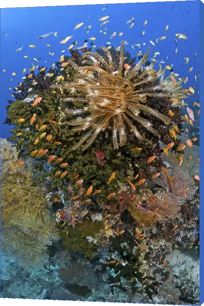 Indonesia, Papua, Raja Ampat. Feather star crinoid atop a reef outcrop. Credit as