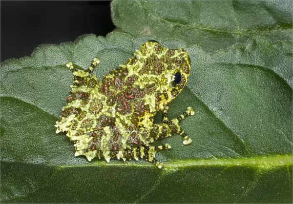 Southeast Asia, Vietnam. Close-up of mossy tree frog on leaf