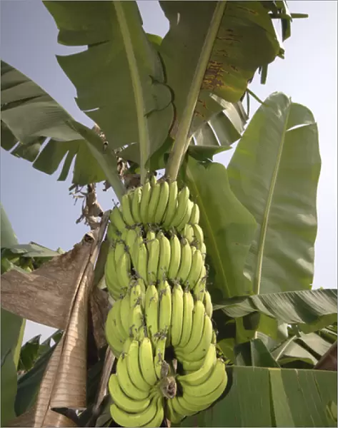 Asia, Vietnam. Green bananas on the tree, Can Tho