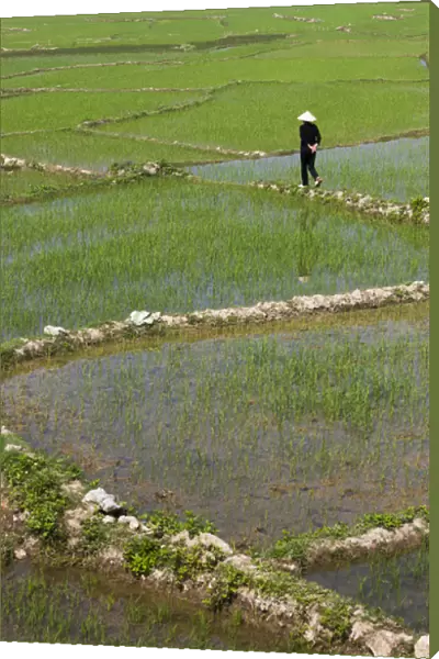 Vietnam, Dien Bien Phu, rice fields
