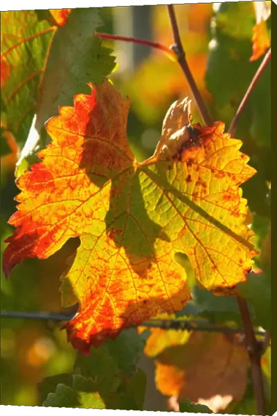 Autumn Vine Leaf, vineyard, near Bright, Victoria, Australia