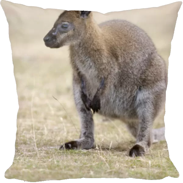 Red-necked Wallaby, subspecies Bennetts Wallaby (Macropus rufogriseus rufogriseus)