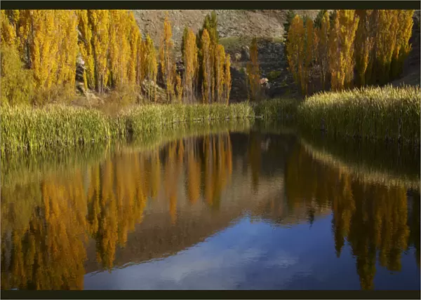 Poplar trees in autumn reflected in pond, Bannockburn, near Cromwell, Central Otago