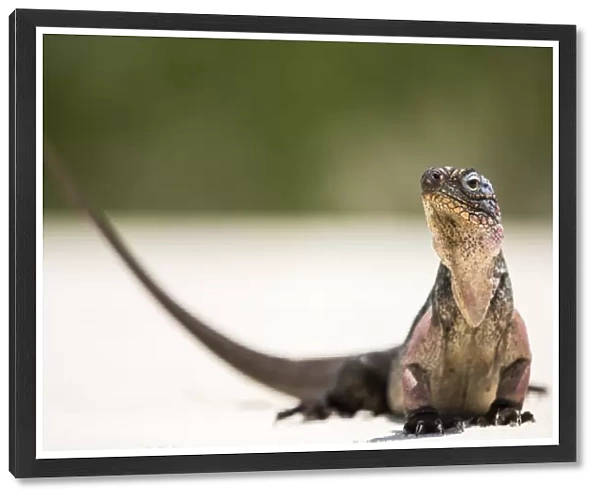 Close up portrait of an Iguana on the beach near Staniel Cay, Exuma, Bahamas