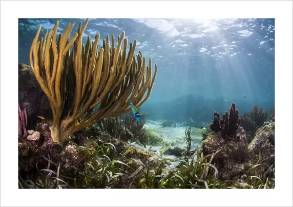 Sunlight illuminates the soft and hard corals and blue and clear waters of a shallow