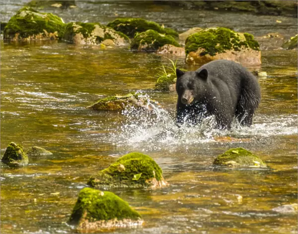 Canada, British Columbia, Inside Passage. Black bear fishing for salmon on Qua Creek