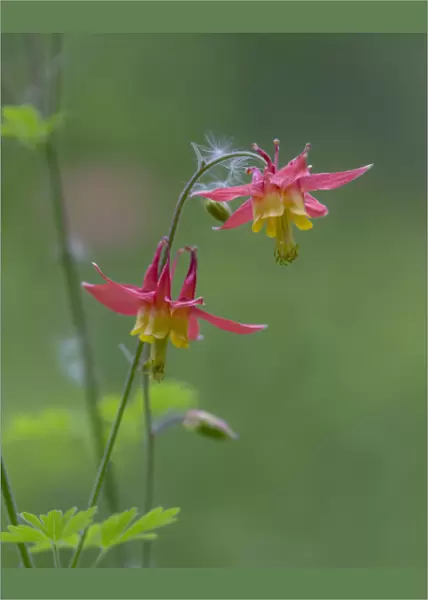 Canada, British Columbia. Sitka columbine flower