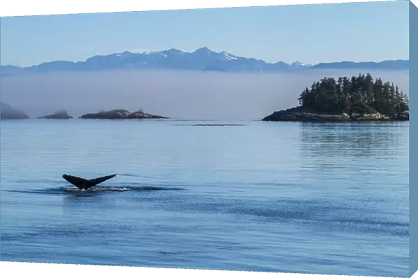Canada, British Columbia. Humpback whales tale as it dives in the waters of