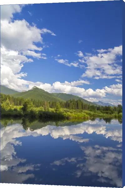Beaver pond along the Flathead River near Fernie, British Columbia, Canada