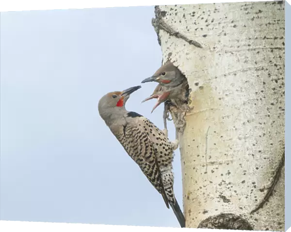 Canada, British Columbia. Adult male Northern Flicker (Colaptes auratus) at nesthole