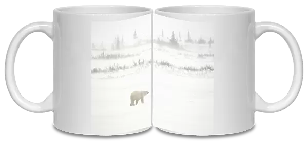 Canada, Manitoba, Churchill. Polar bear walking on tundra in blizzard. Credit as