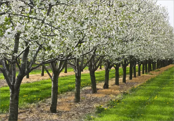Canada, Ontario, St. Catharines. Apple orchard in bloom