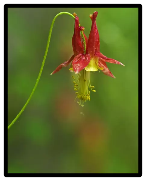 Canada, Thousand Islands National Park. Close-up of columbine flower. Credit as