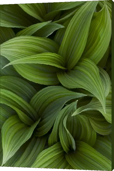 Canada, Quebec, Yamaska National Park. Green false hellebore plant