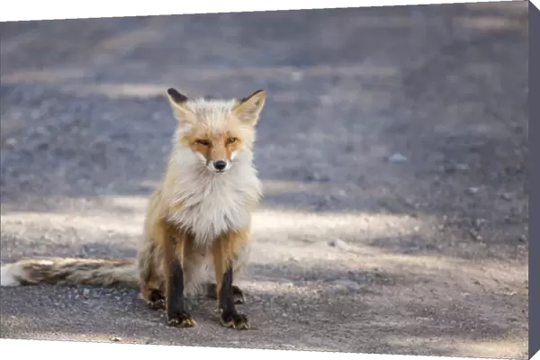 Yukon, Johnsons Crossing, Canada. Habituated Red Fox in the RV campground